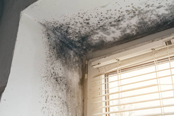 Affordable Black Mold Remediation solutions in Frostburg, MD